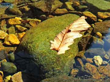 生肖解讀“四五游出六歸來(lái),一九冷落十旺開(kāi)”打一最佳準(zhǔn)確生肖